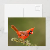 止まり木の雄のショウジョウコウカンチョウ ポストカード (正面/裏面)