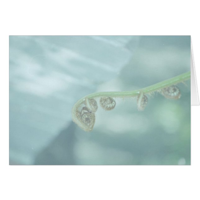 止め枠のdee dee. (正面横)