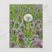 止吹めろ!タンデロン ポストカード (正面)