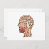 正中矢状面の脳断面図 ポストカード (正面/裏面)