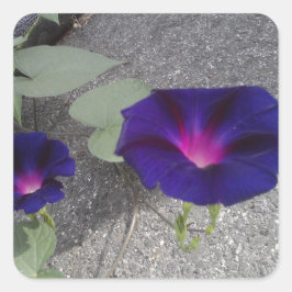 正方形の光沢フローラシール スクエアシール