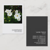 正方形の写真0159 – 白いコスモスの花 名刺 (正面/裏面)