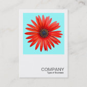 正方形の写真0344 - Red Devil on Ice Blue 名刺 (正面)