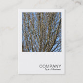 正方形の写真0385 – 日に照らされた枝 名刺 (正面)