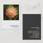 正方形の写真0506 – アフリカのデイジー 名刺 (正面/裏面)