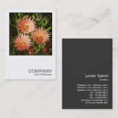 正方形の写真0507 – アフリカのデイジー 名刺 (正面/裏面)
