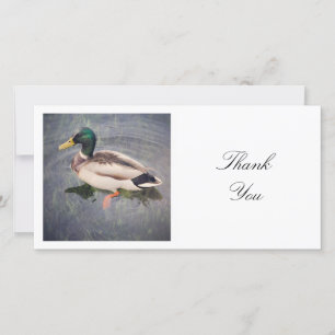 正方形の写真 – Mallard Duck サンキューカード