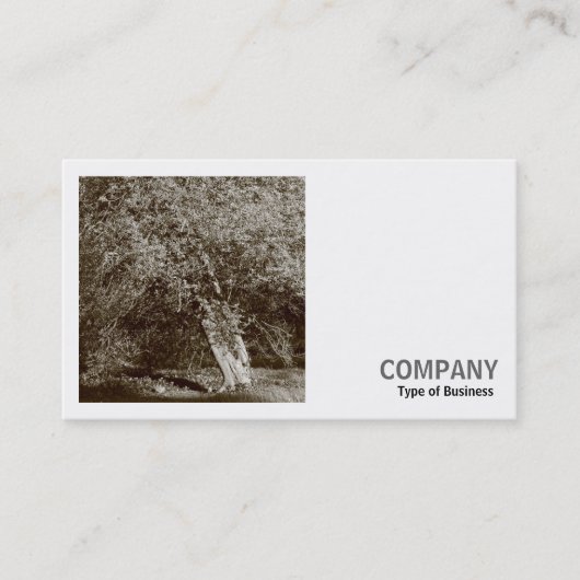 正方形の写真(v2) – ホリーツリー – セピア 名刺 (正面)