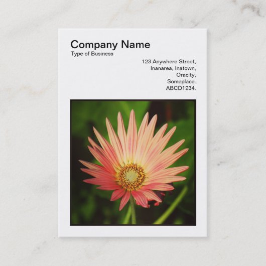 正方形の写真(v3) – アフリカのデイジー 名刺 (正面)