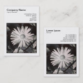 正方形の写真(v3) -デイジー 名刺 (正面/裏面)