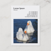 正方形の写真(v3) - Emden Geese 名刺 (裏面)
