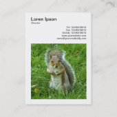 正方形の写真(v3) - Guitted Gray Squirrel 名刺 (裏面)