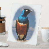 正面から見る絶妙なスターリング 台座サイン (インサイチュ)