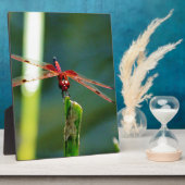 正面の赤と黒トンボ フォトプラーク (側面)