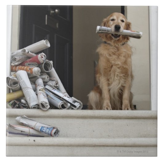 正面玄関に坐っているゴールデン・リトリーバー犬 タイル (正面)