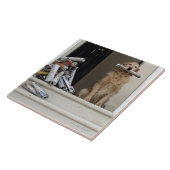 正面玄関に坐っているゴールデン・リトリーバー犬 タイル (側面)