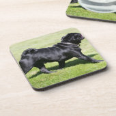 歩いている間喘ぐ黒いパグ コースター (左側)