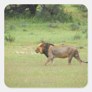 歩くのオスのライオン、ヒョウ属レオ、Kgalagadi スクエアシール