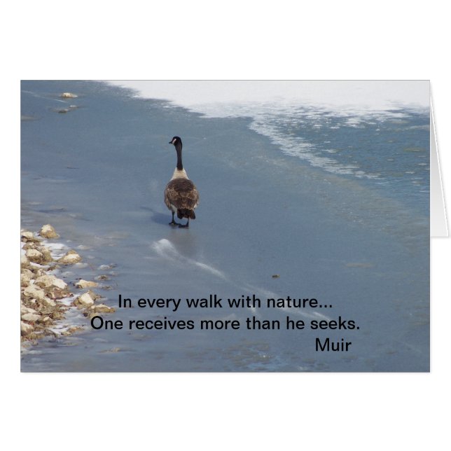 歩くのガチョウ: Muir (正面横)