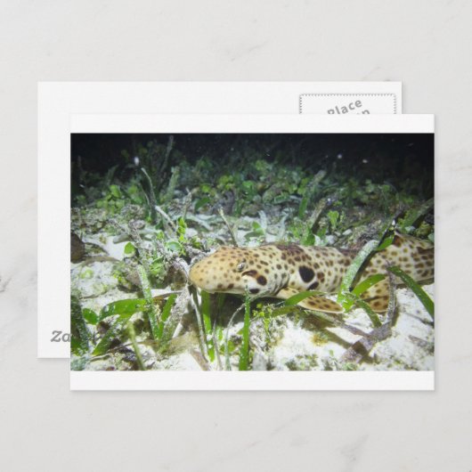 歩くのサメでラジャアンパット諸島 ポストカード (正面/裏面)