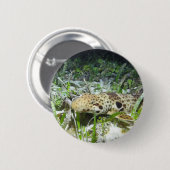 歩くのサメでラジャアンパット諸島 缶バッジ (正面&裏面)