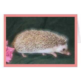 歩くのハリネズミ