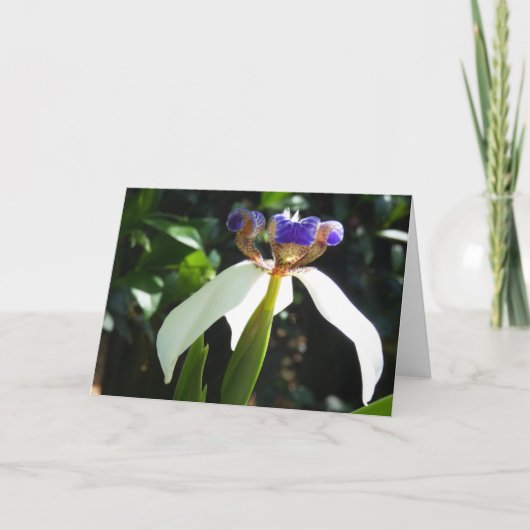 「歩くアイリス2。」 グリーティングカード (正面)