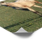 歩くアパルーサ ポスター (角)