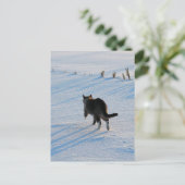 歩くインザコーンフィールド ポストカード (スタンド正面)