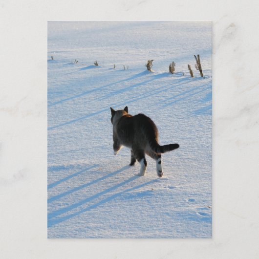 歩くインザコーンフィールド ポストカード (正面)