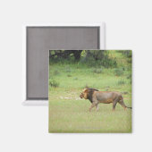 歩くオス獅子，パンテラ獅子，ガラガディ マグネット (正面/裏面)