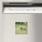 歩くオス獅子，パンテラ獅子，ガラガディ マグネット (インサイチュ (食洗機))