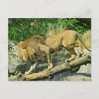 歩くザプランク ポストカード