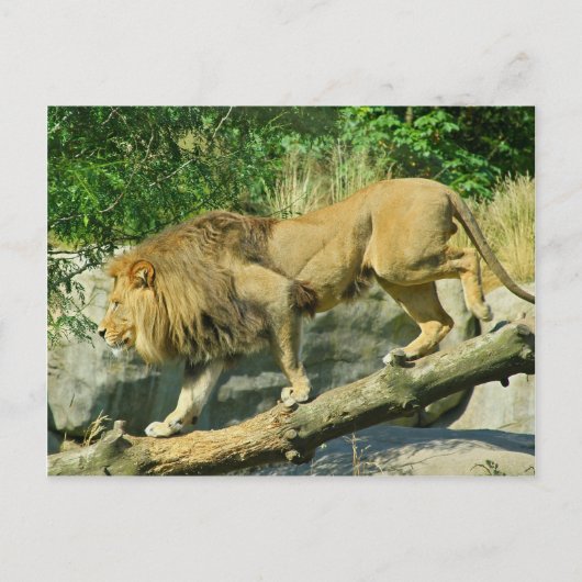 歩くザプランク ポストカード (正面)