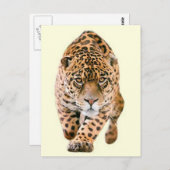 歩くジャガーアイズ ポストカード (正面/裏面)