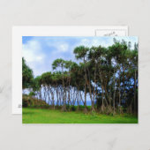 歩くパームツリーズインハワイ ポストカード (正面/裏面)