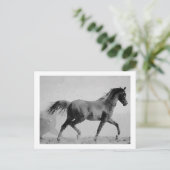 歩くホースブラック&ホワイト ポストカード (スタンド正面)