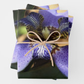 歩く虹彩包み紙 ラッピングペーパーシート (インサイチュ)