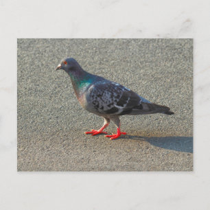 歩く鳩 ポストカード