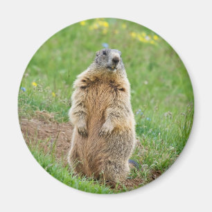 歩哨のmarmot マグネット