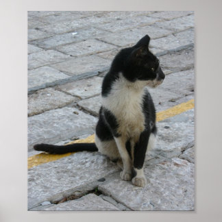 歩道で猫を飼う ポスター