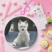 歩道に坐る白い西の高地テリア ペーパープレート (パーティー)