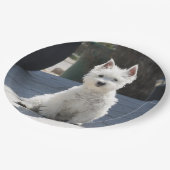 歩道に坐る白い西の高地テリア ペーパープレート (アングル)