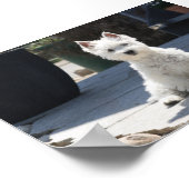 歩道に座っているホワイトウエストハイランドテリア ポスター (角)