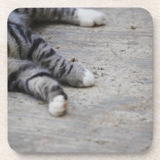 歩道に置いている猫 コースター (正面)