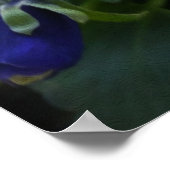 歩道のパンジー ポスター (角)