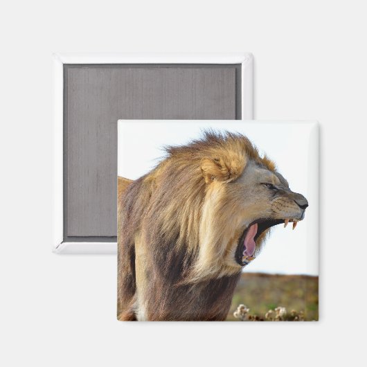 歯ぎしり マグネット (正面/裏面)