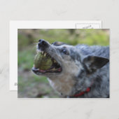 歯のボール ポストカード (正面/裏面)