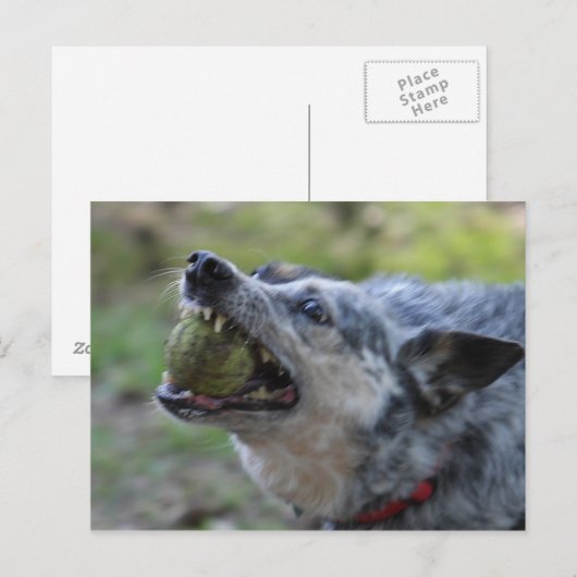 歯のボール ポストカード (正面/裏面)