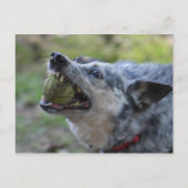 歯のボール ポストカード (正面)